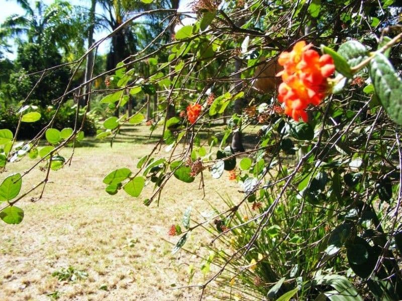 Lot 19 Pringle Road, CANNONVALE QLD 4802, Cannonvale - Thumbnail 8