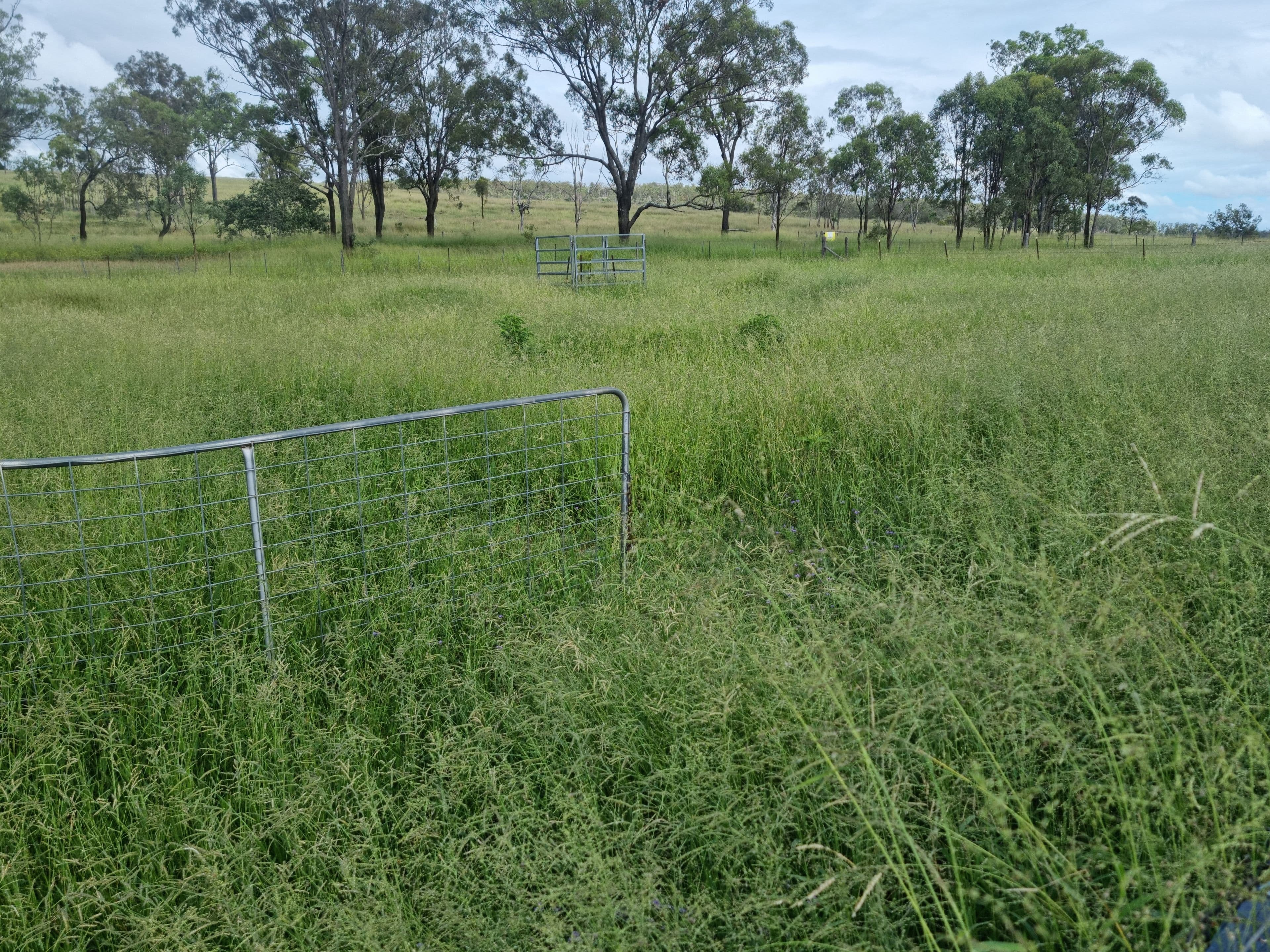 200 Morgans Road, Windera QLD 4605, Windera - Thumbnail 3