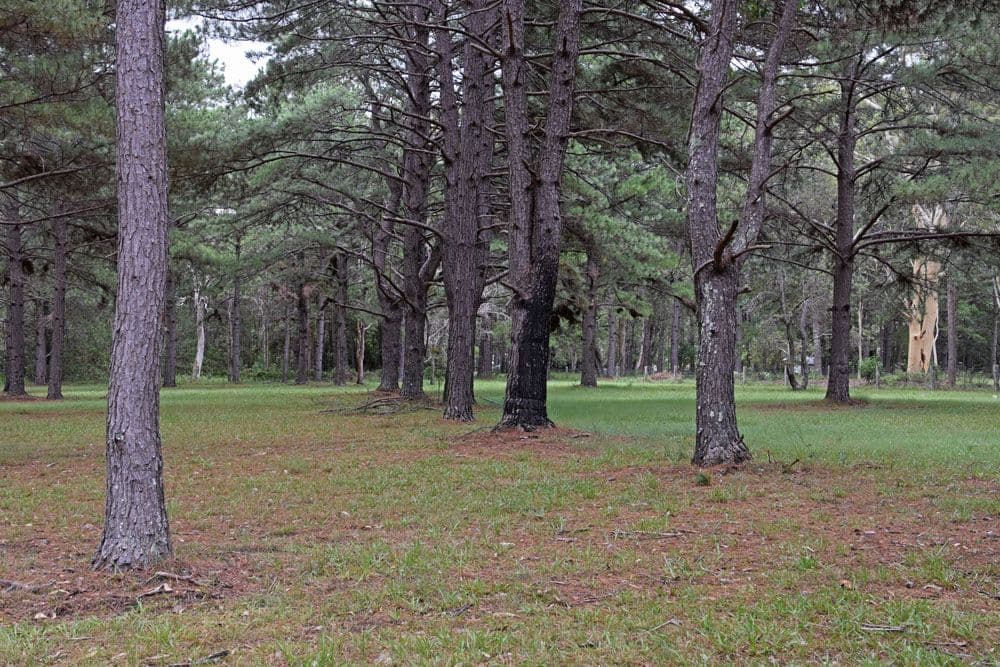 Lot 2 Candole Street, Tucabia NSW 2462, Tucabia - Thumbnail 3