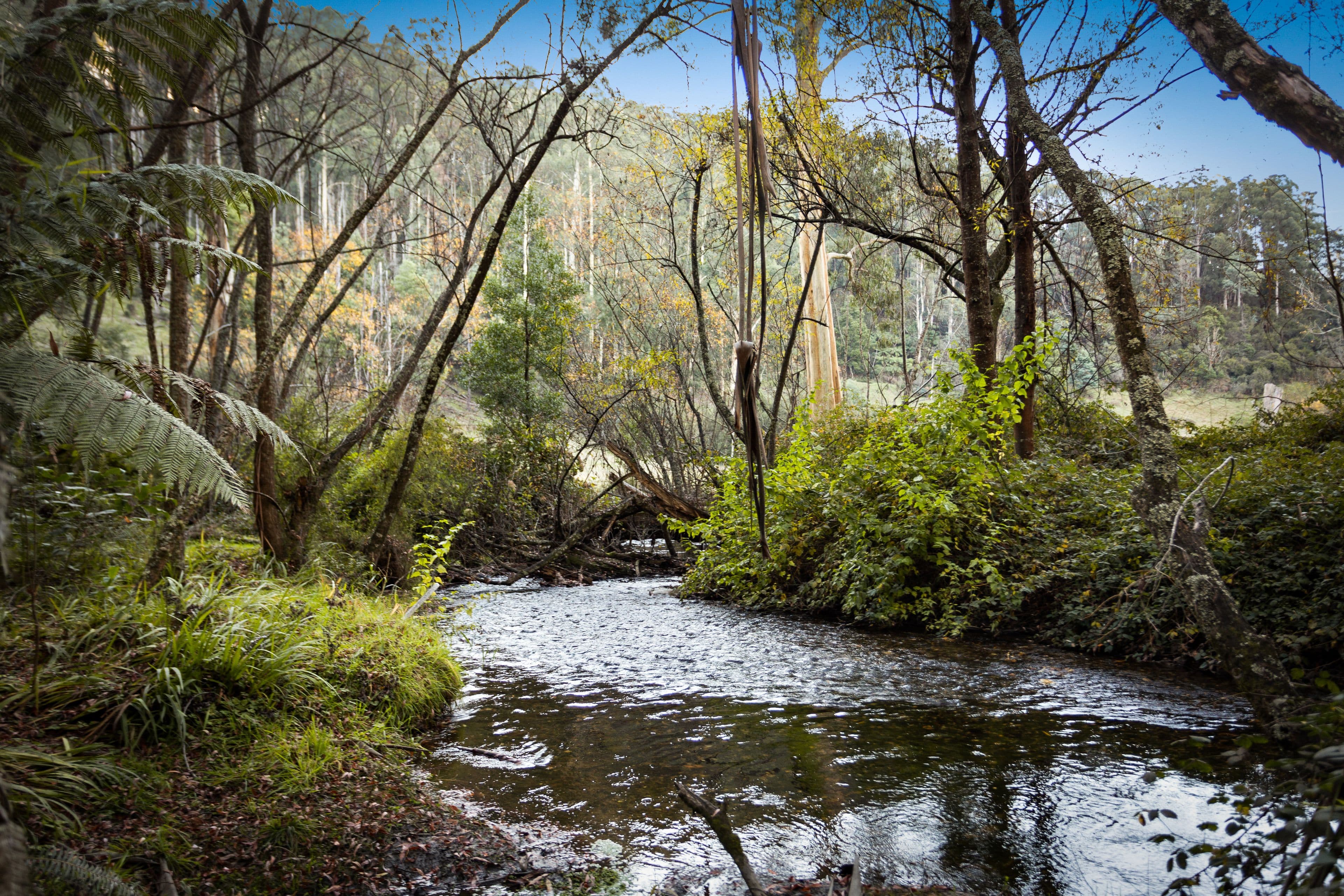 775 Mt Baw Baw Tourist Road, Noojee VIC 3833, Noojee - Thumbnail 8