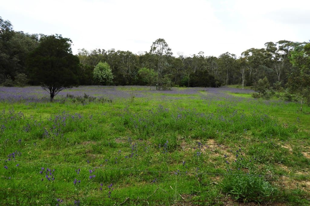 283 Strawberry Creek Road, Windellama - Thumbnail 2