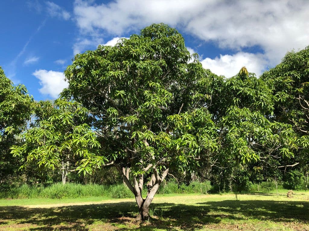 Lot 12, 37 Alligator Creek Road, Alligator Creek QLD 4816, Alligator Creek - Thumbnail 4