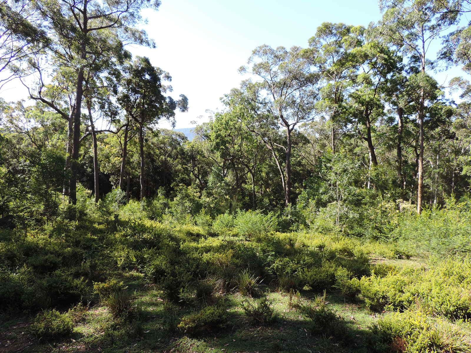 470 Bugong Road, Tapitallee NSW 2540, Tapitallee - Thumbnail 2