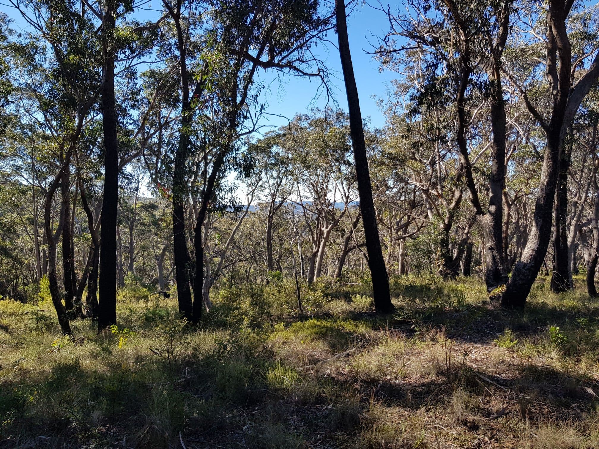 6-12 Kuke Road, Blackheath NSW 2785, Blackheath - Thumbnail 5