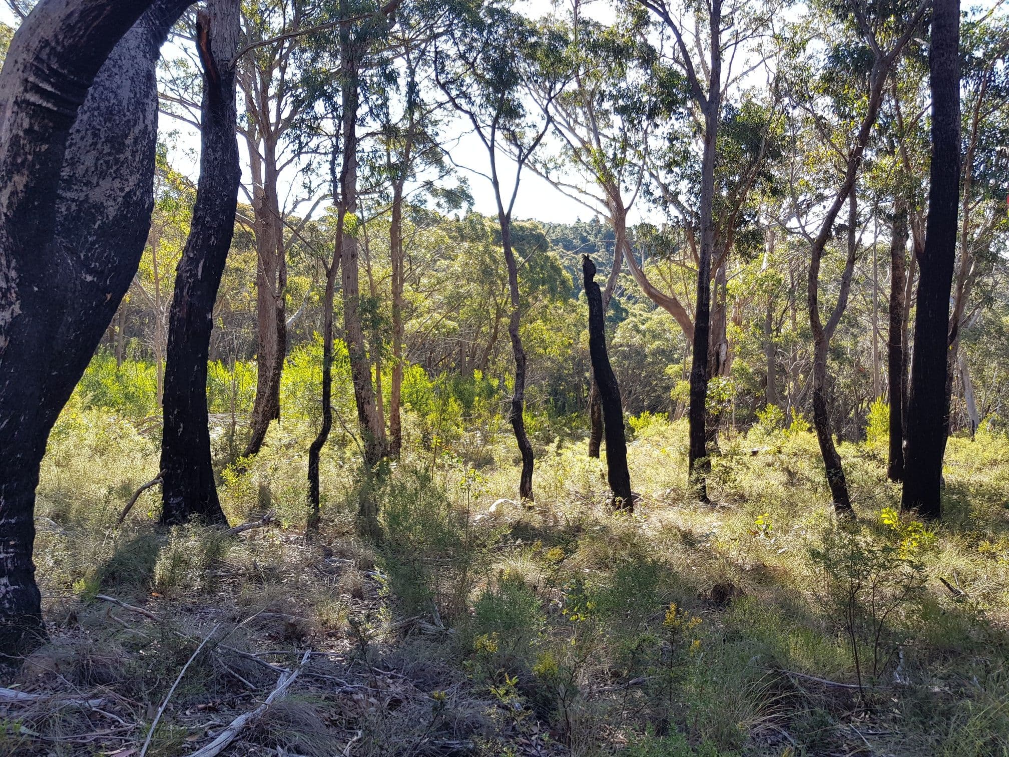 6-12 Kuke Road, Blackheath NSW 2785, Blackheath - Thumbnail 6