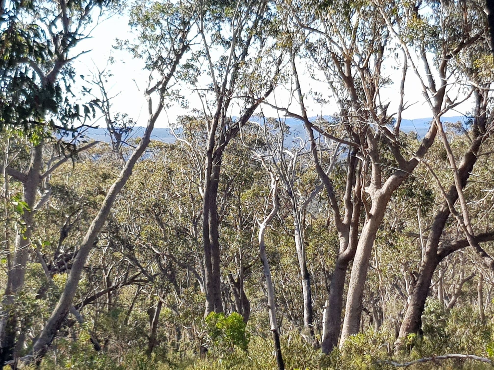 6-12 Kuke Road, Blackheath NSW 2785, Blackheath - Thumbnail 7