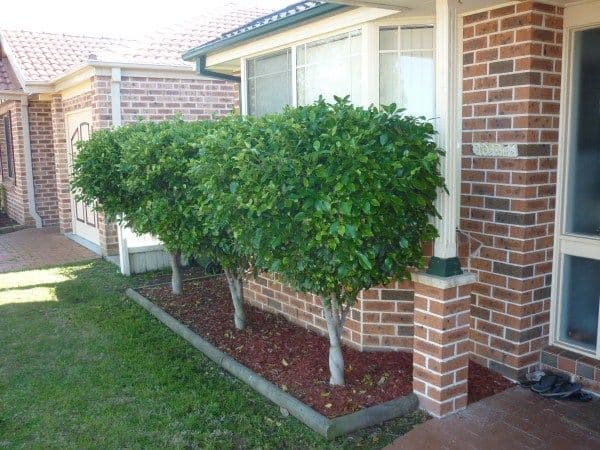47 Bugong Street, PRESTONS NSW 2170, Prestons - Thumbnail 6