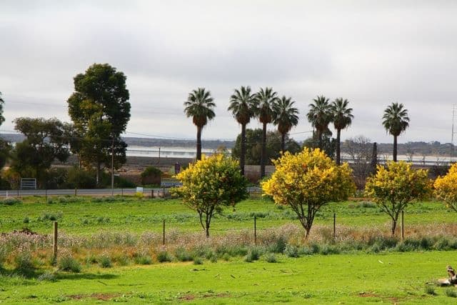 Sec 318 Sturt Highway, BARMERA SA 5345, Barmera - Thumbnail 7