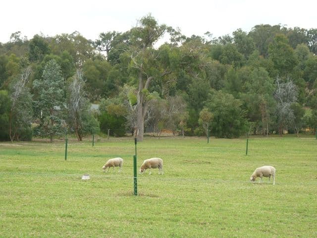 16 Patens Drive, LOWER CHITTERING WA 6084, Lower Chittering - Thumbnail 3