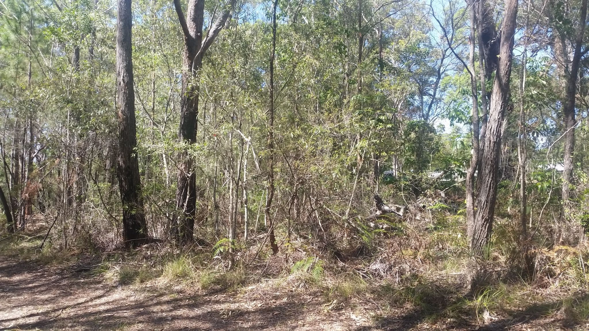 14 Borrows Street, Russell Island QLD 4184, Russell Island - Thumbnail 2