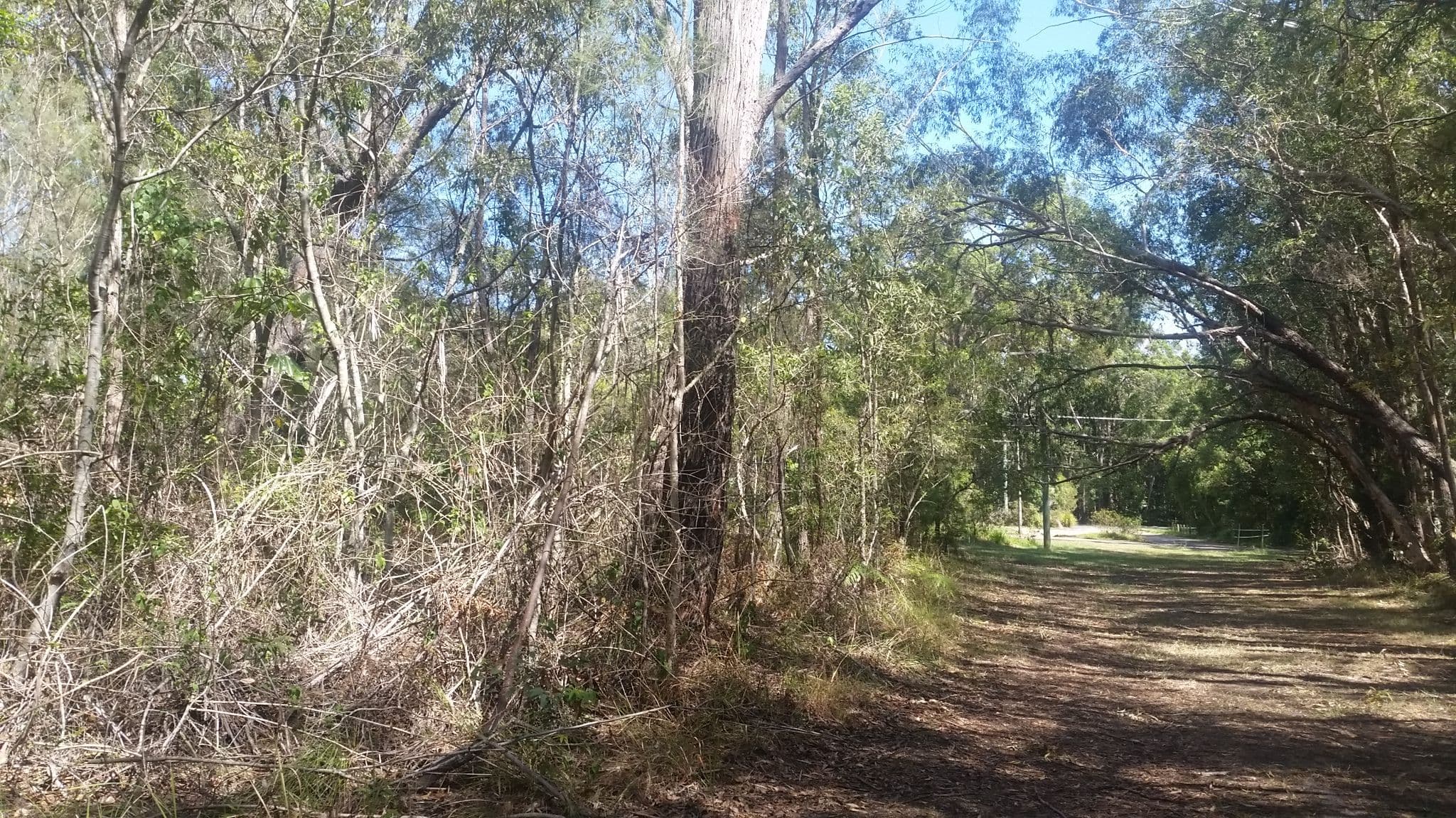 14 Borrows Street, Russell Island QLD 4184, Russell Island - Thumbnail 3