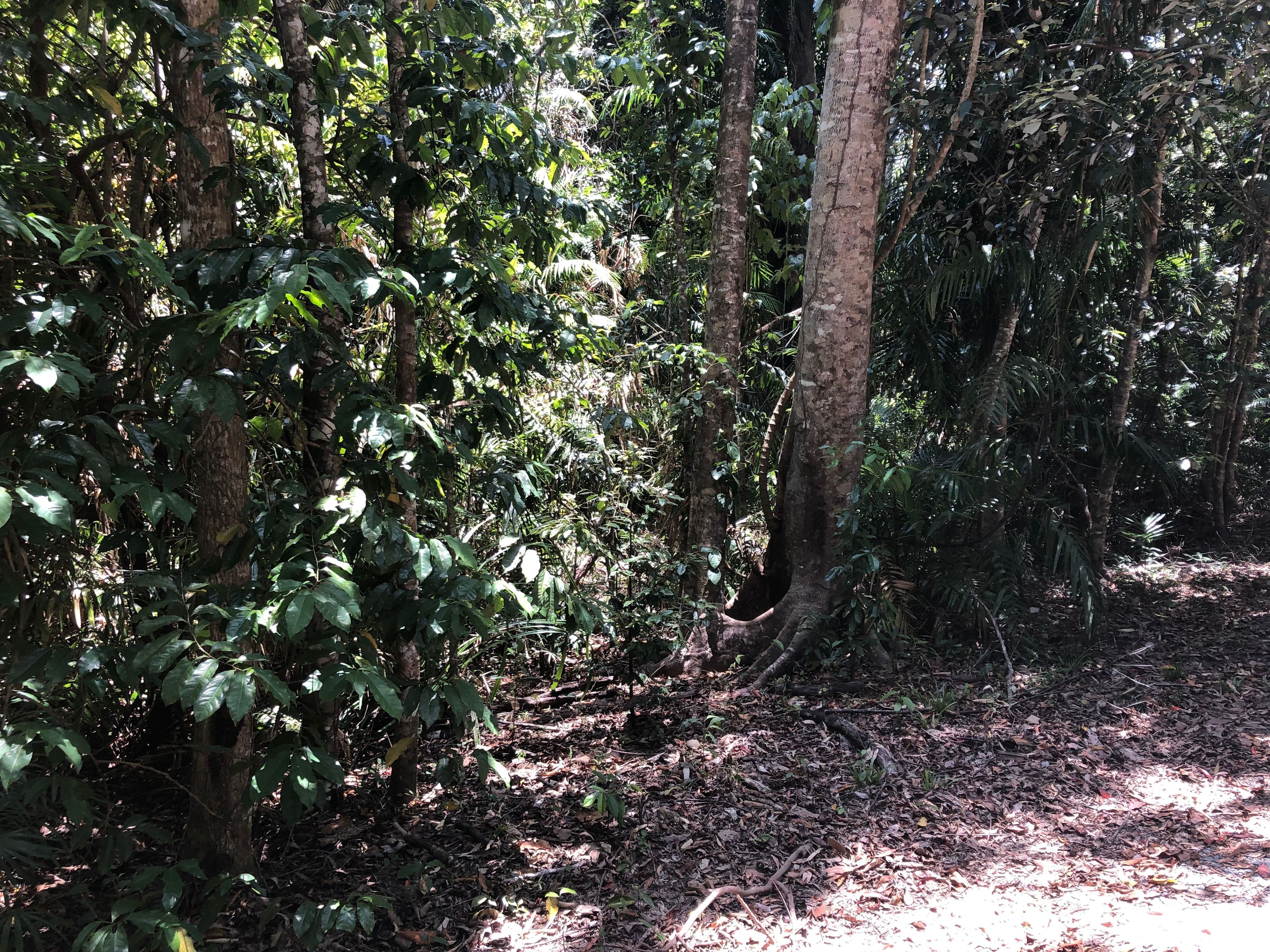 Lot 197 Quandong Road, Cow Bay, Daintree QLD 4873, Daintree - Thumbnail 3