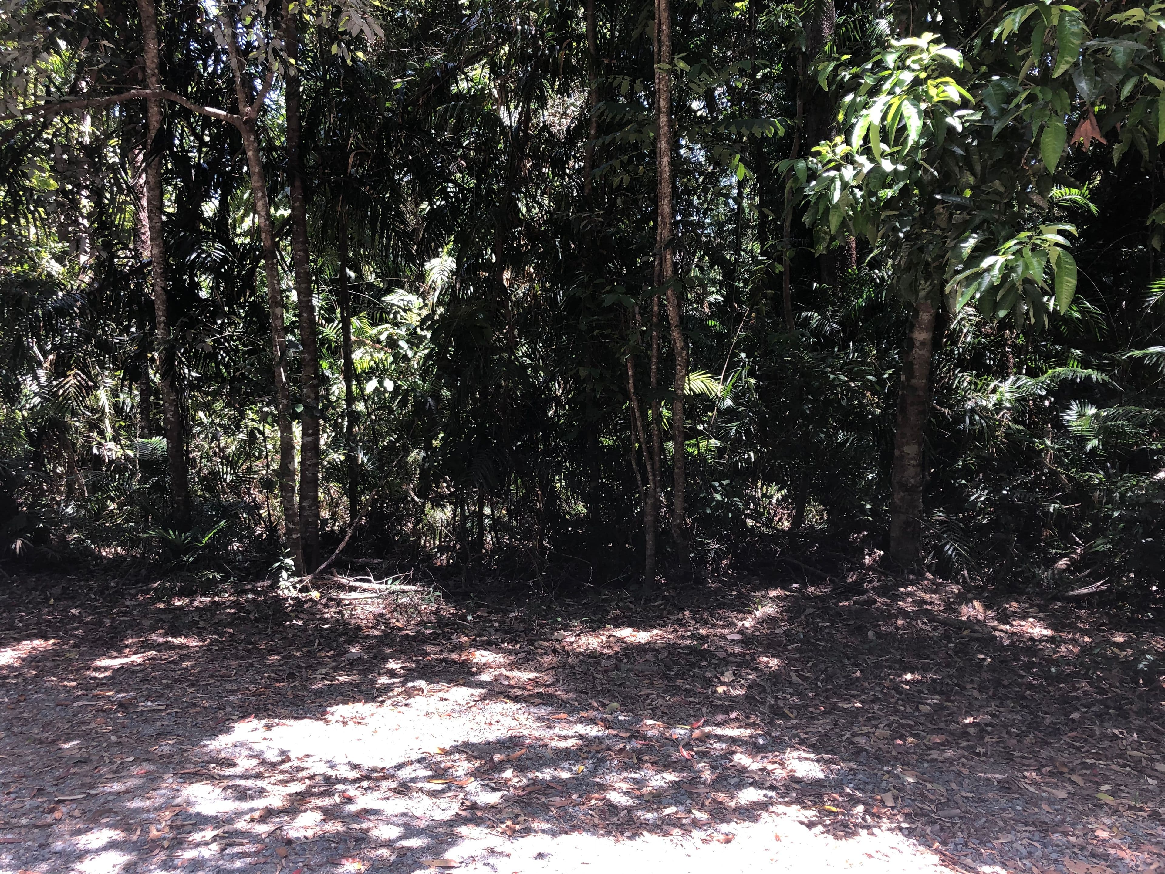Lot 197 Quandong Road, Cow Bay, Daintree QLD 4873, Daintree - Thumbnail 5