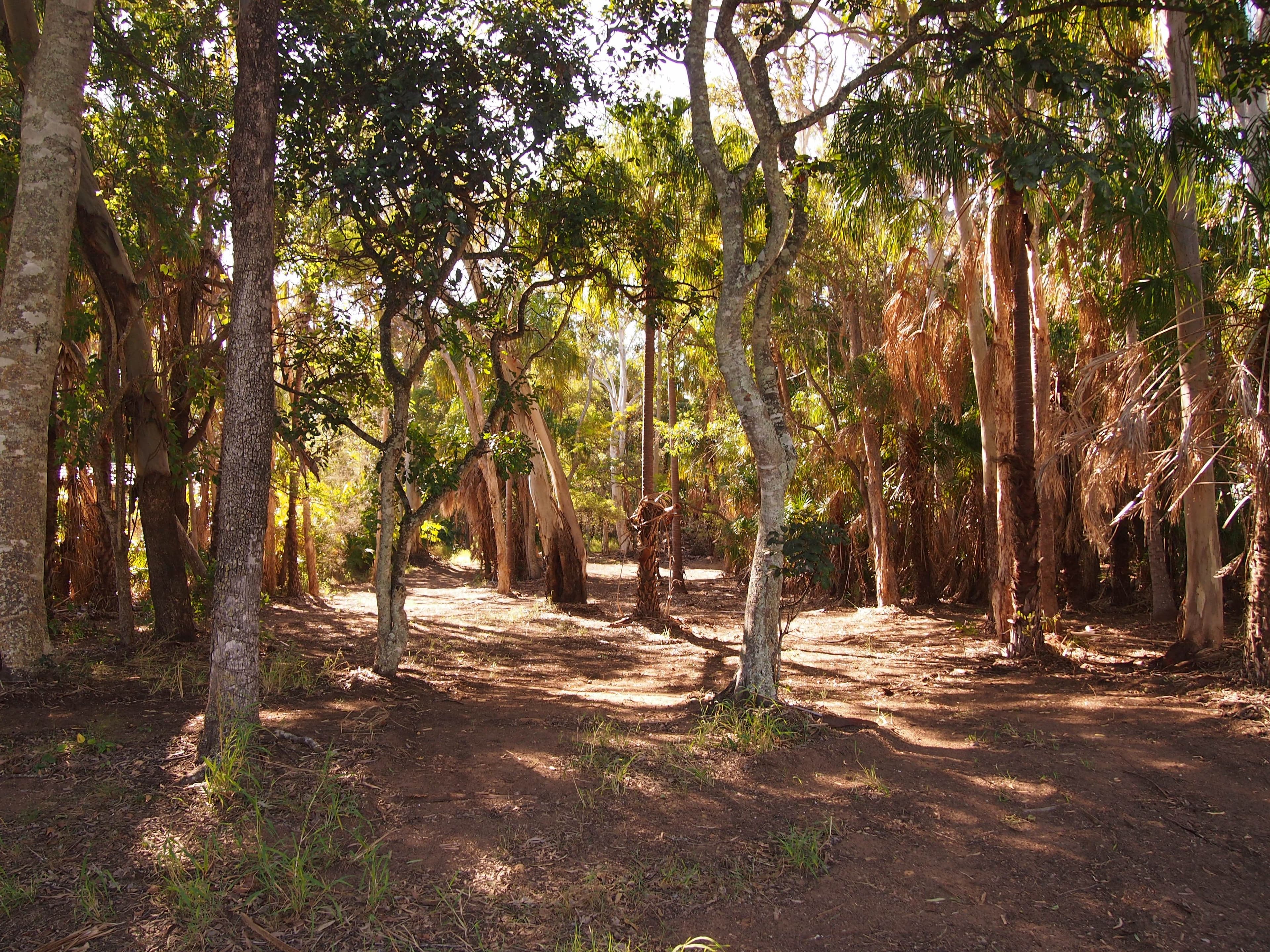 16 Palmwood Drive, Dundowran Beach QLD 4655, Dundowran Beach - Thumbnail 4