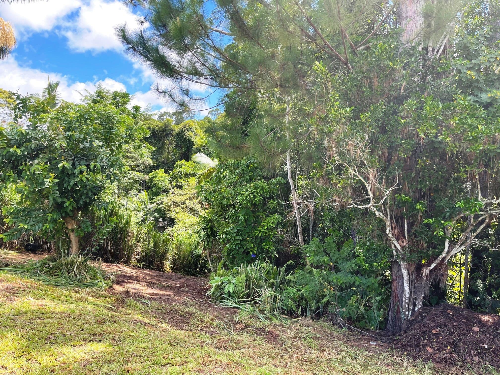 9-11 Thongon Street, Kuranda QLD 4881, Kuranda - Thumbnail 7