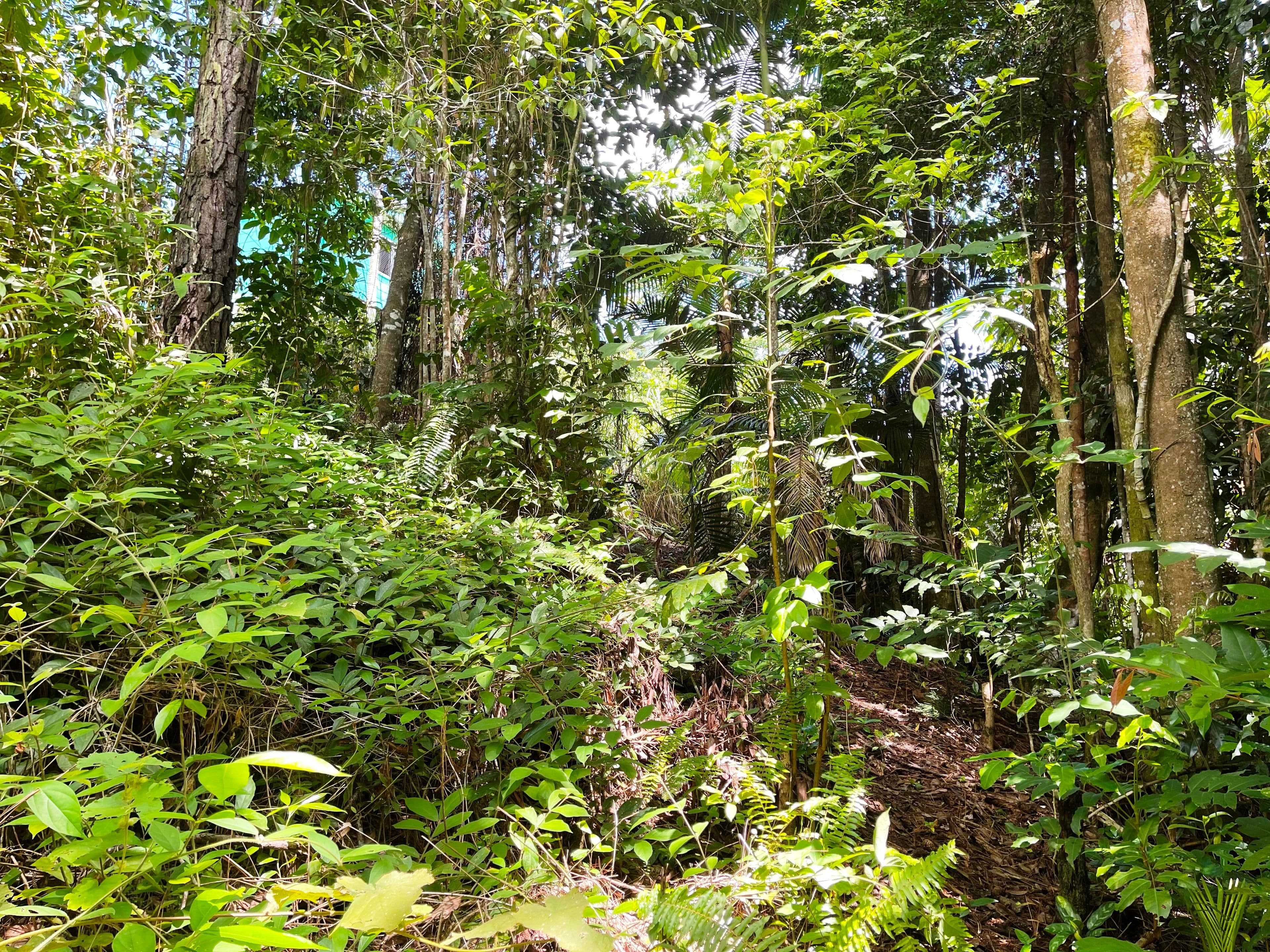 9-11 Thongon Street, Kuranda QLD 4881, Kuranda - Thumbnail 8