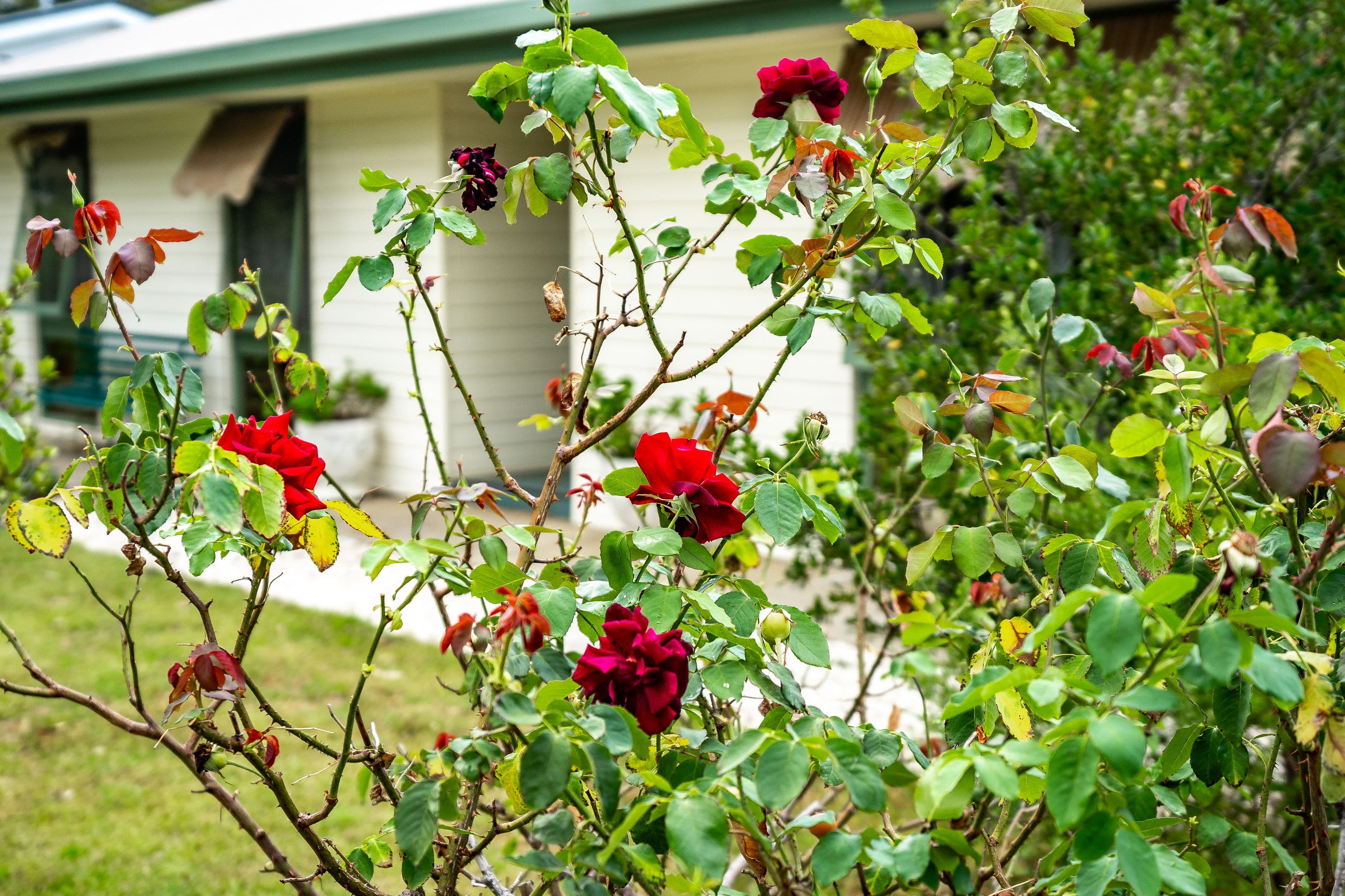 12 Heinicke Avenue, Goolwa South SA 5214, Goolwa South - Thumbnail 8