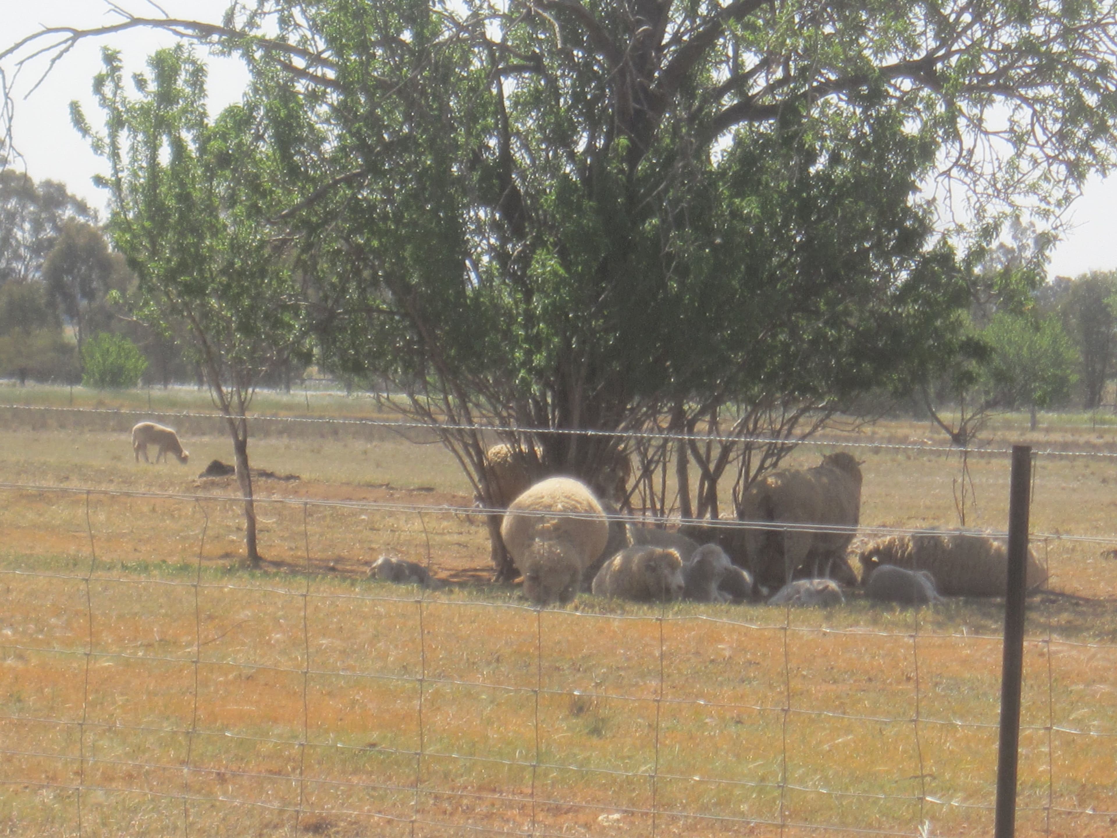 41 Lime Street, Marrar NSW 2652, Marrar - Thumbnail 2