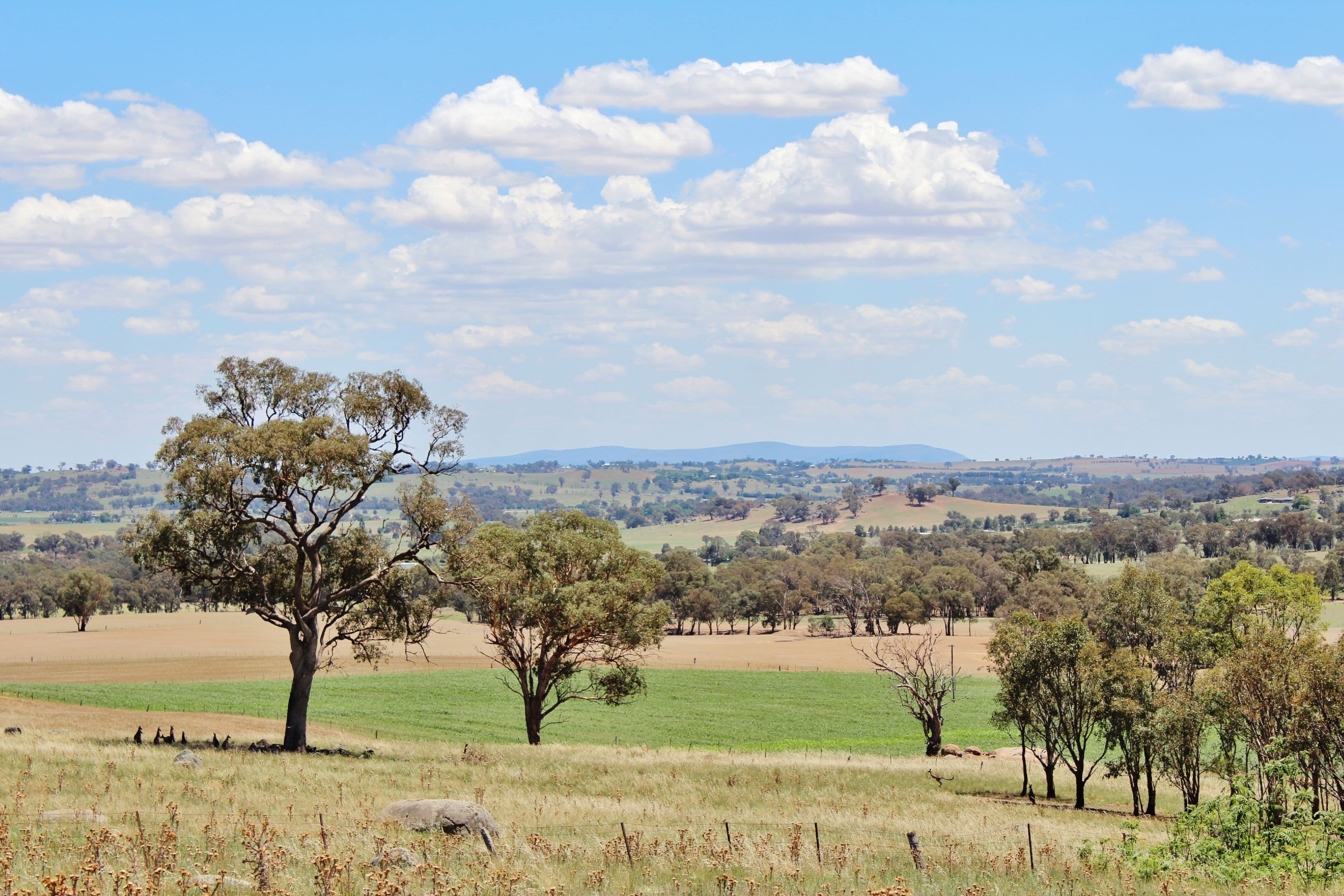 130 Allandale Road, Young NSW 2594, Young - Thumbnail 2