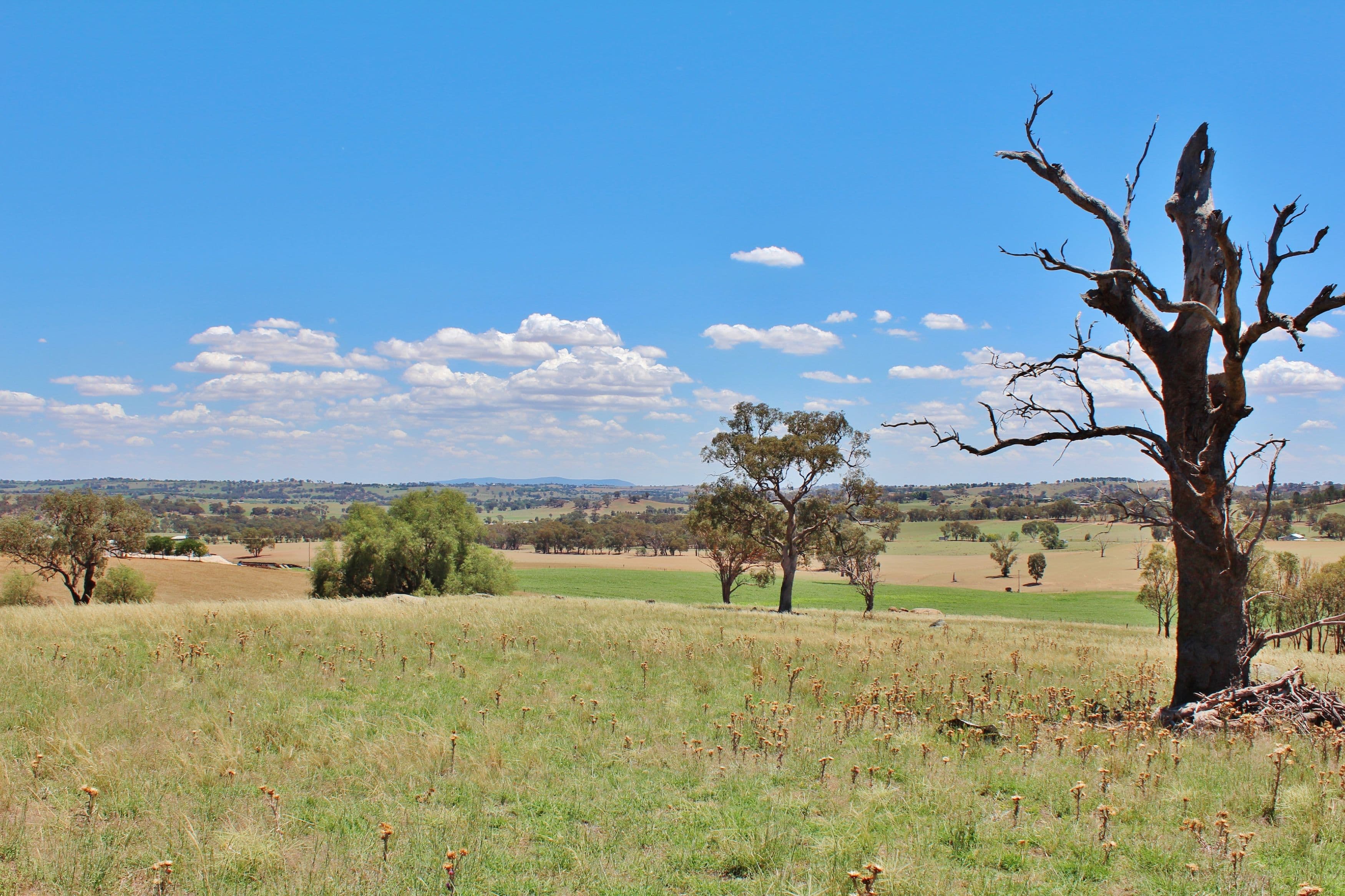 130 Allandale Road, Young NSW 2594, Young - Thumbnail 8