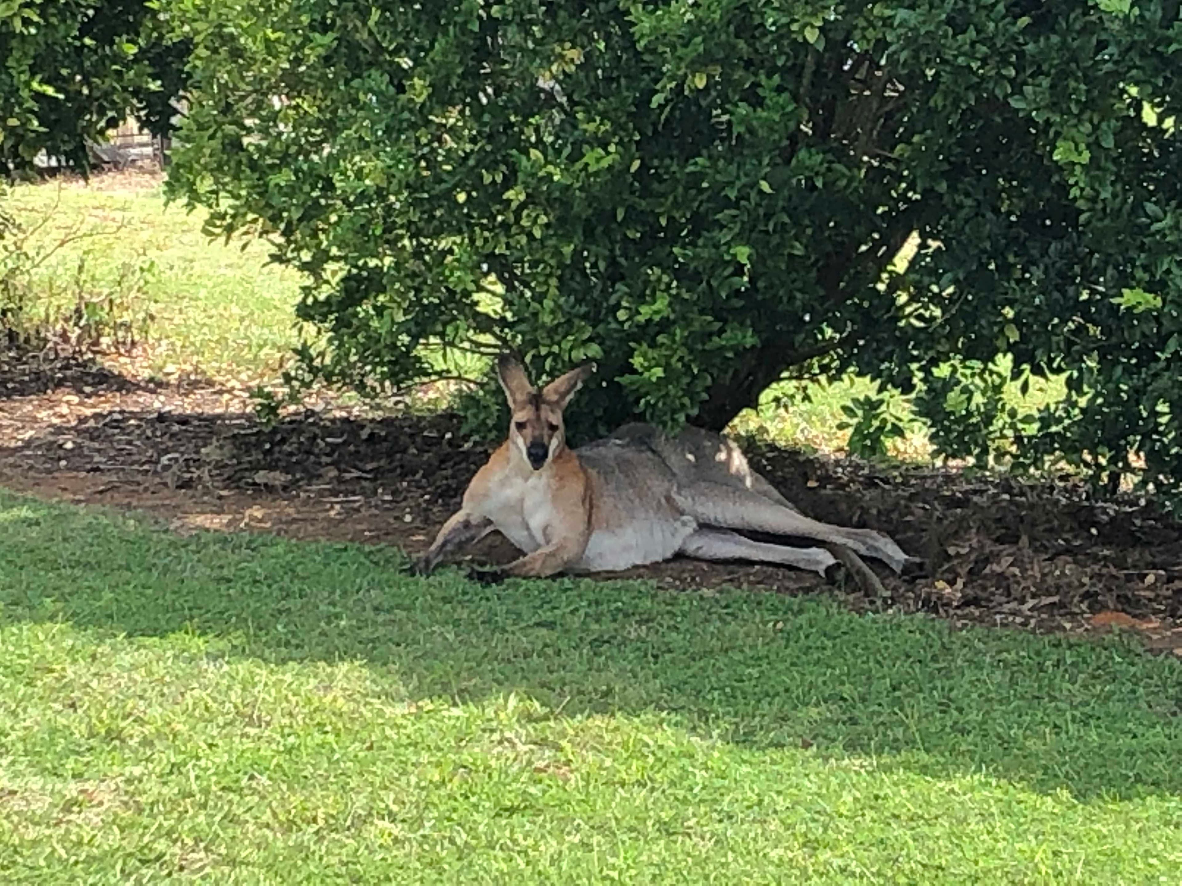 37 Wintergreen Way, Peachester QLD 4519, Peachester - Thumbnail 5