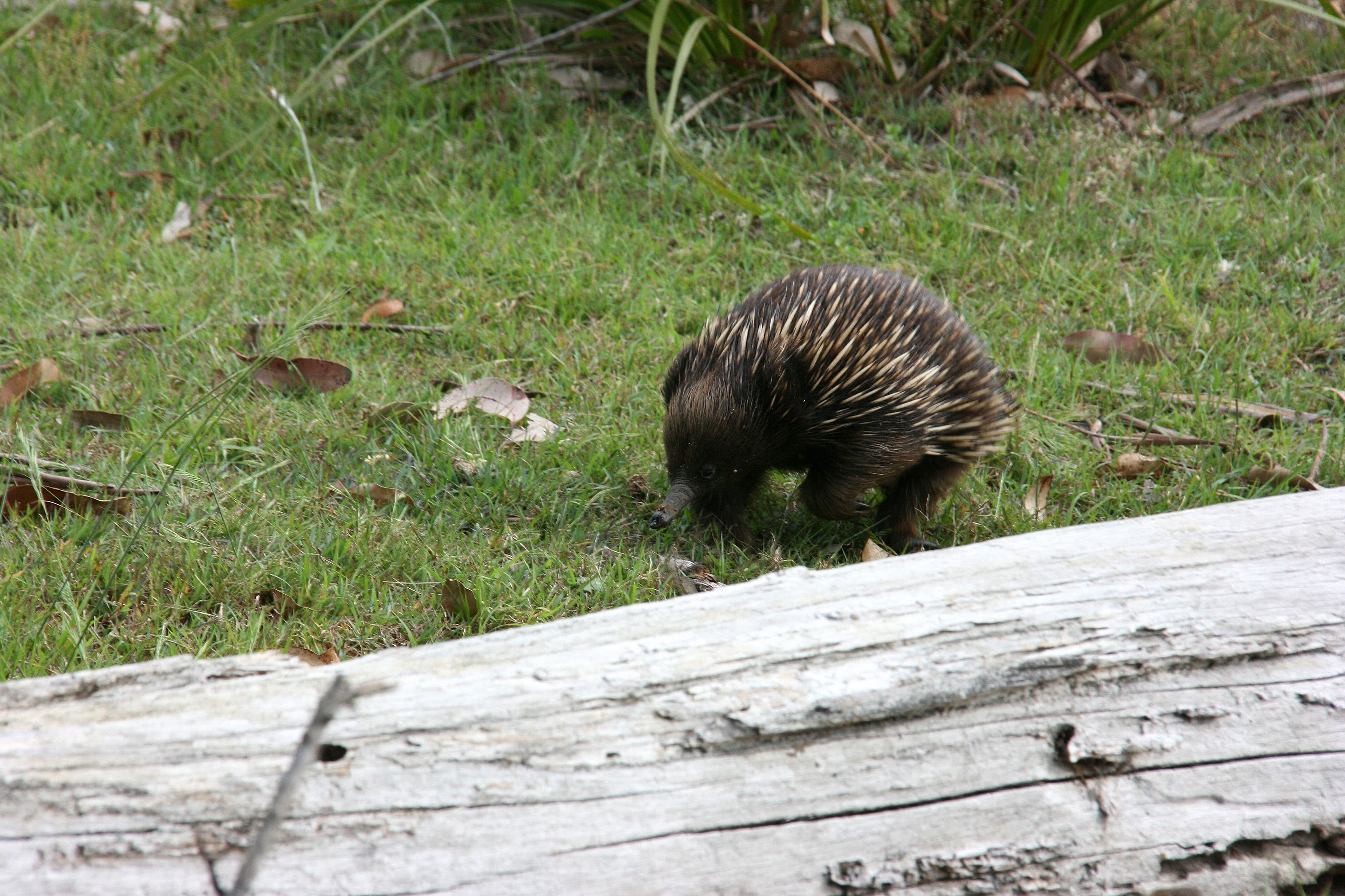 208 Congo Road, Congo NSW 2537, Congo - Thumbnail 3