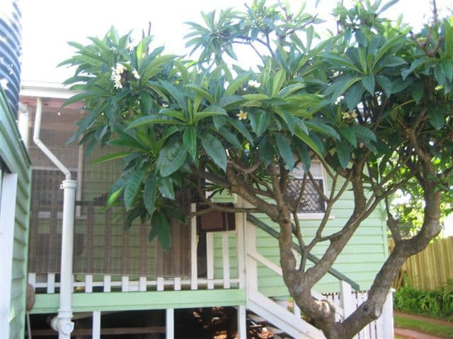 5 Park Street, ROCKVILLE QLD 4350, Rockville - Thumbnail 7