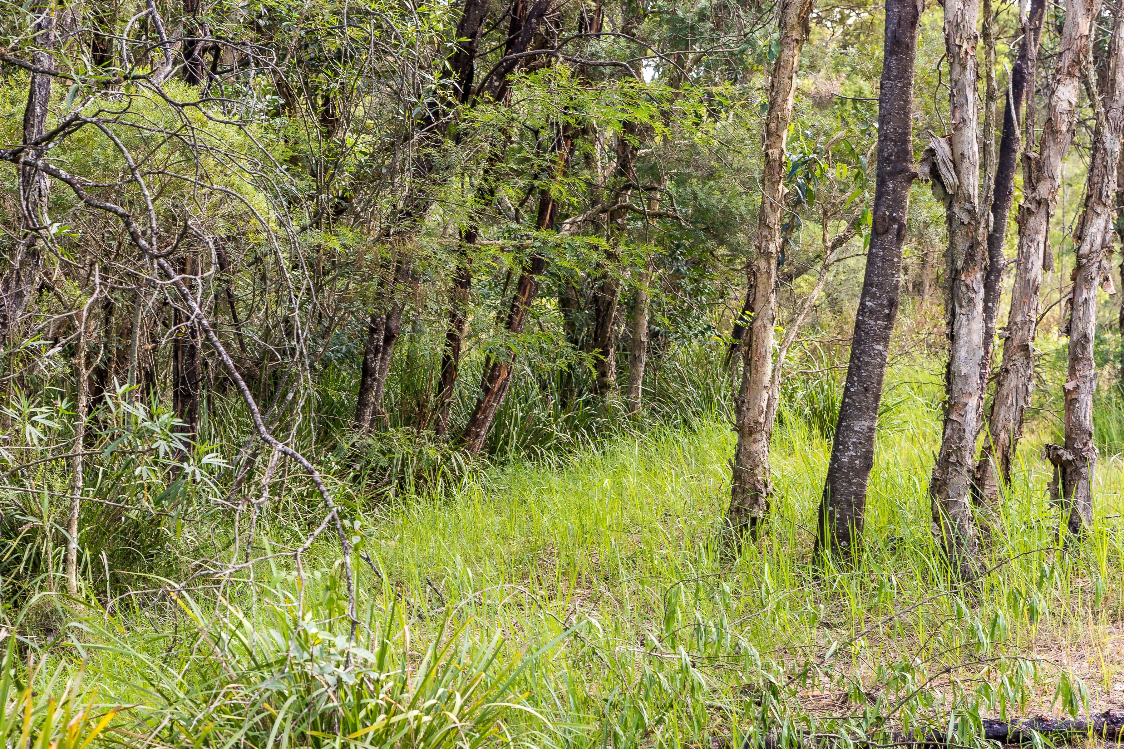 72 Suncrest Close, Bulahdelah NSW 2423, Bulahdelah - Thumbnail 6