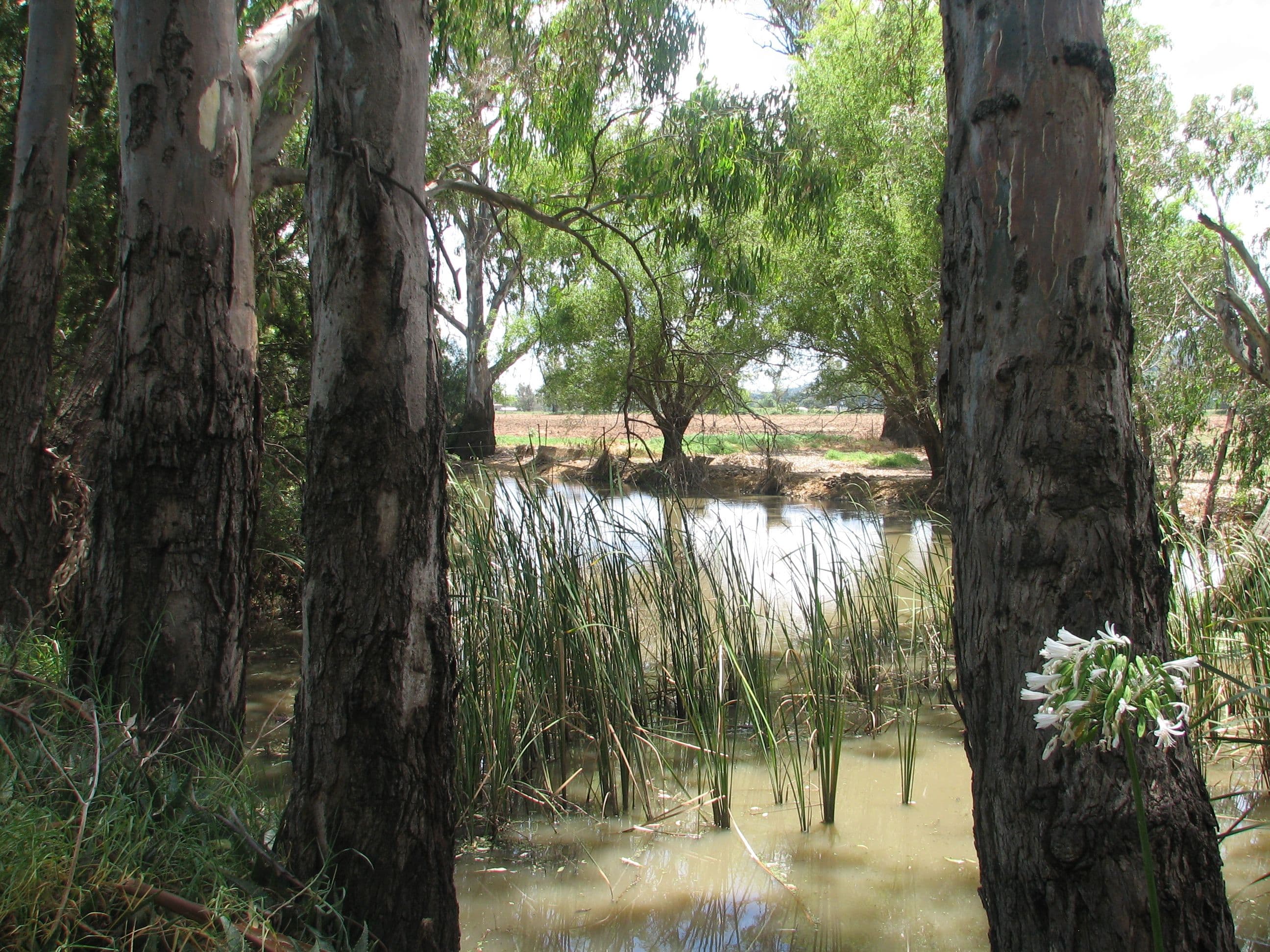 63 Graham Street, CALALA NSW 2340, Calala - Thumbnail 6