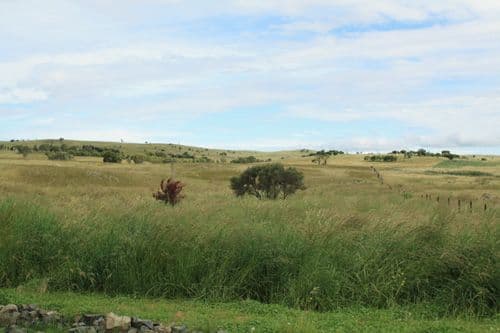 311 Taylors Creek Road, TARAGO NSW 2580, Tarago - Thumbnail 2