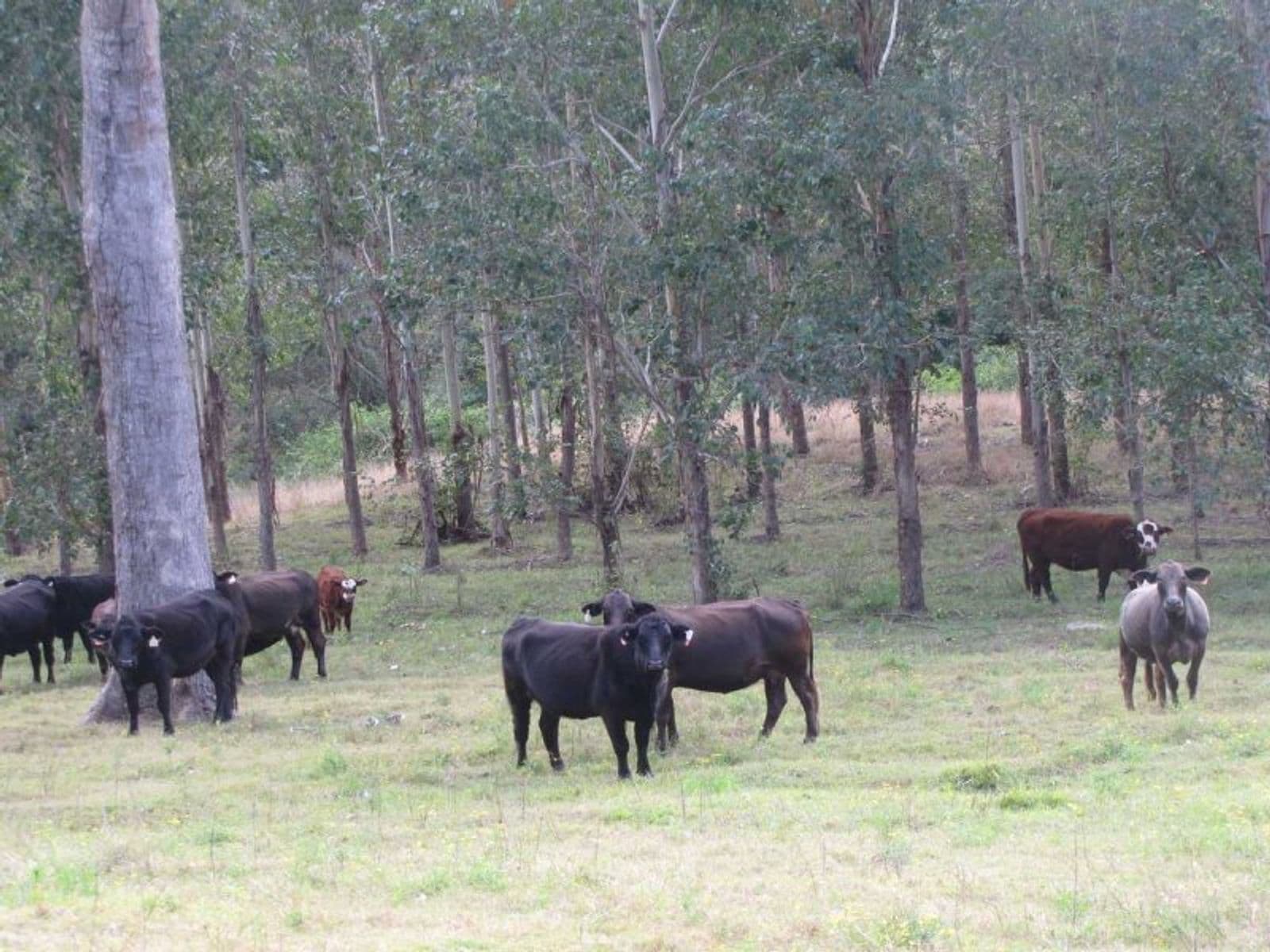 Mummulgum NSW 2469, Mummulgum - Thumbnail 4