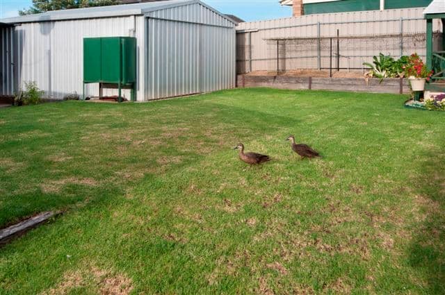 64 Dellfield Drive, Templestowe Lower, VIC 3107, Templestowe Lower - Thumbnail 7