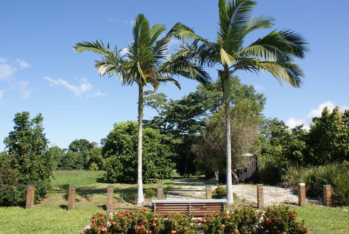 13 Lani Close, Mission Beach QLD 4852, Mission Beach - Thumbnail 4