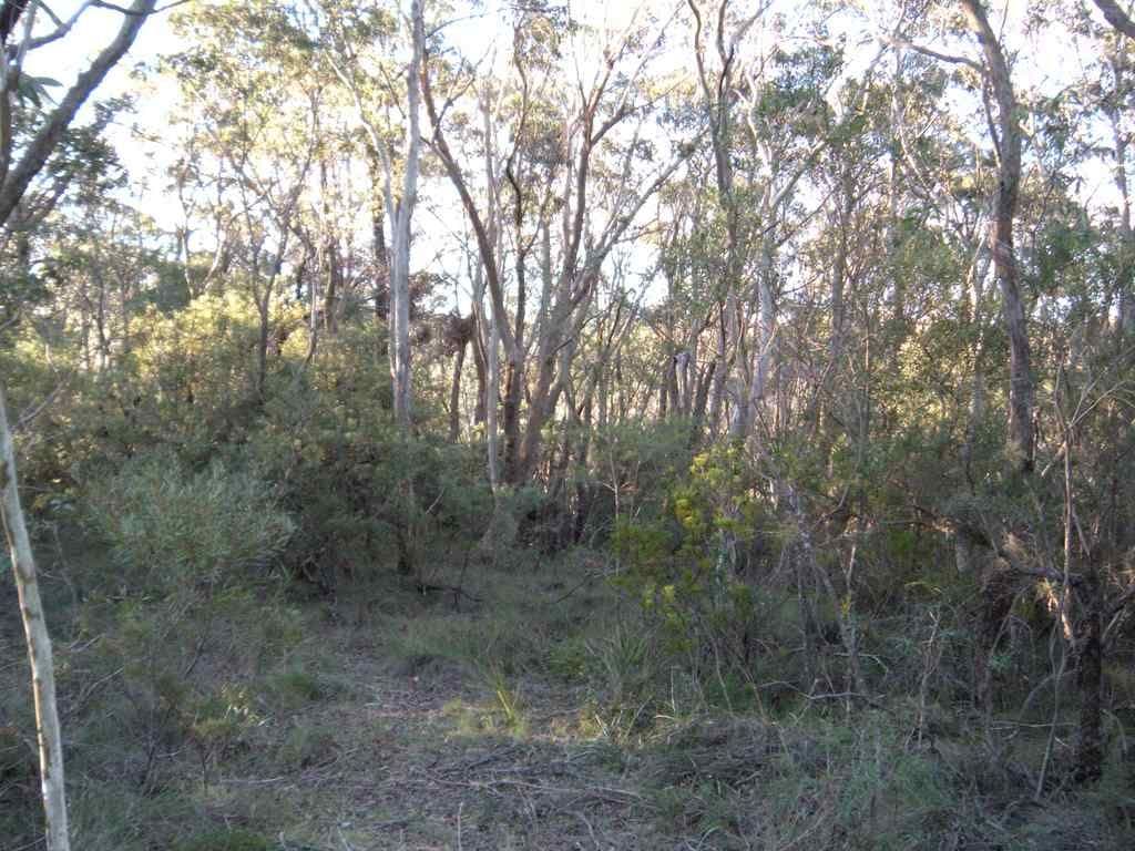 39-41 Shipley Road (Lot 134 Helvatia Avenue), BLACKHEATH NSW 2785, Blackheath - Thumbnail 2