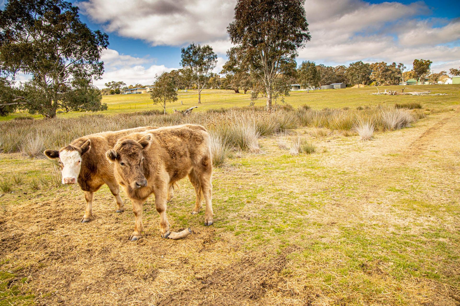 43 Garryowen Road, Binalong NSW 2584, Binalong - Thumbnail 3