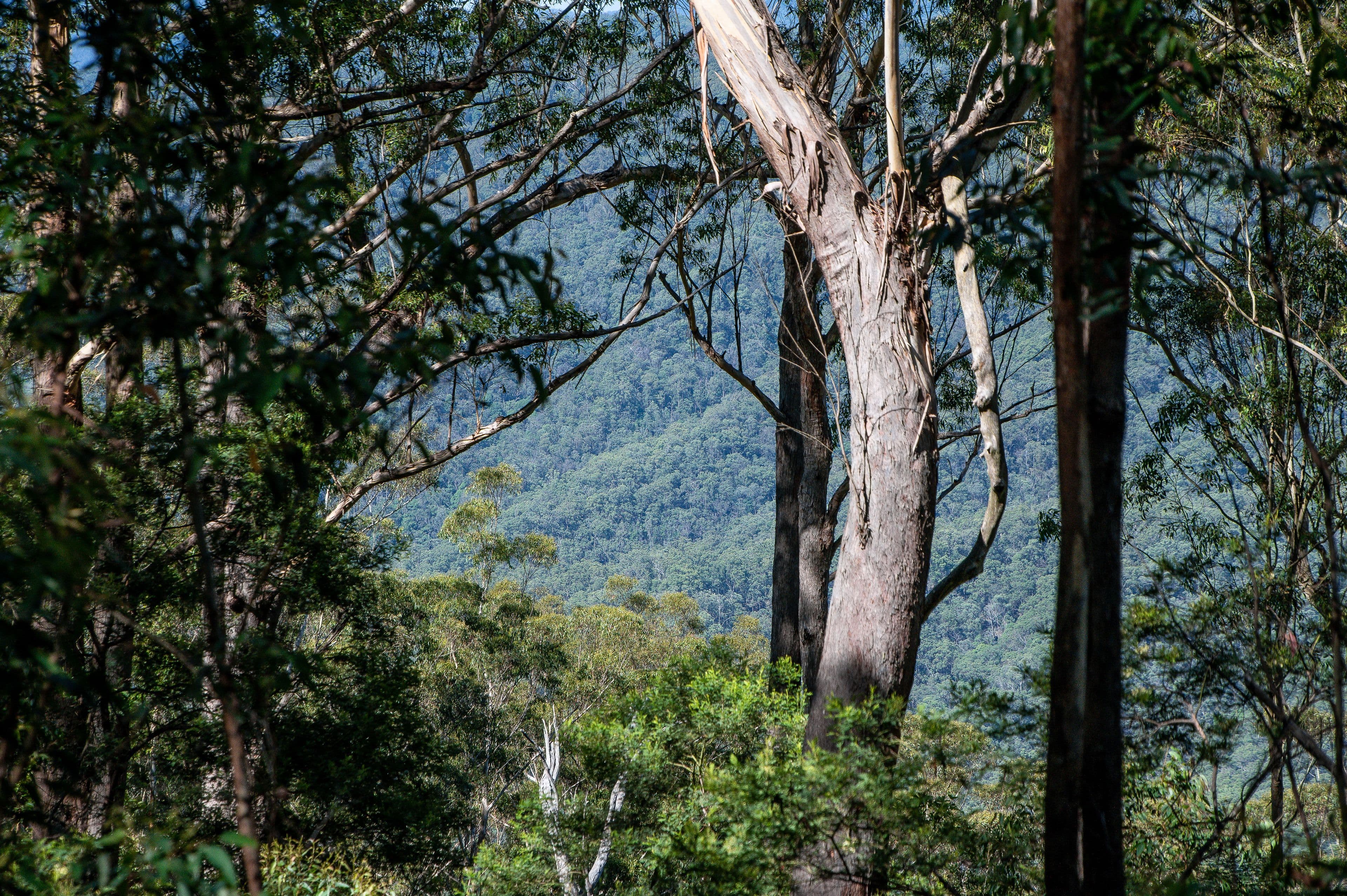 1938 Mount Mee Road, Ocean View QLD 4521, Ocean View - Thumbnail 3