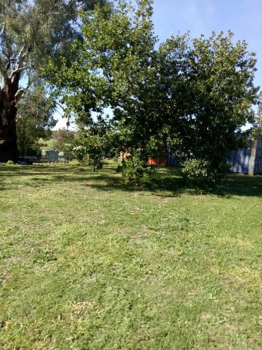 16 Church Street, Cudal NSW 2864, Cudal - Thumbnail 3