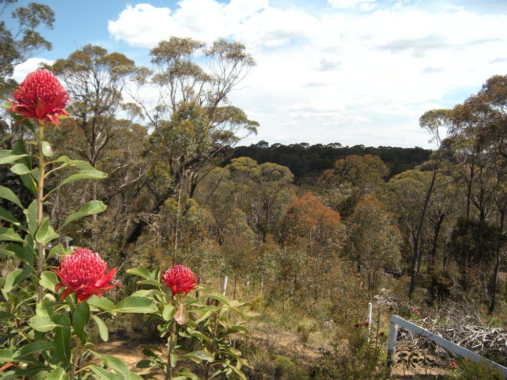 347 Chifley Road, DARGAN NSW 2786, Dargan - Thumbnail 5