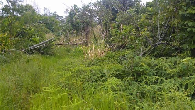 Lot 996 Pacific View Drive, MISSION BEACH QLD 4852, Mission Beach - Thumbnail 3