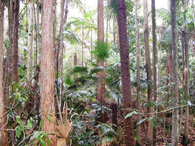 80 Pheasant Lane, DOONAN QLD 4562, Doonan - Thumbnail 5