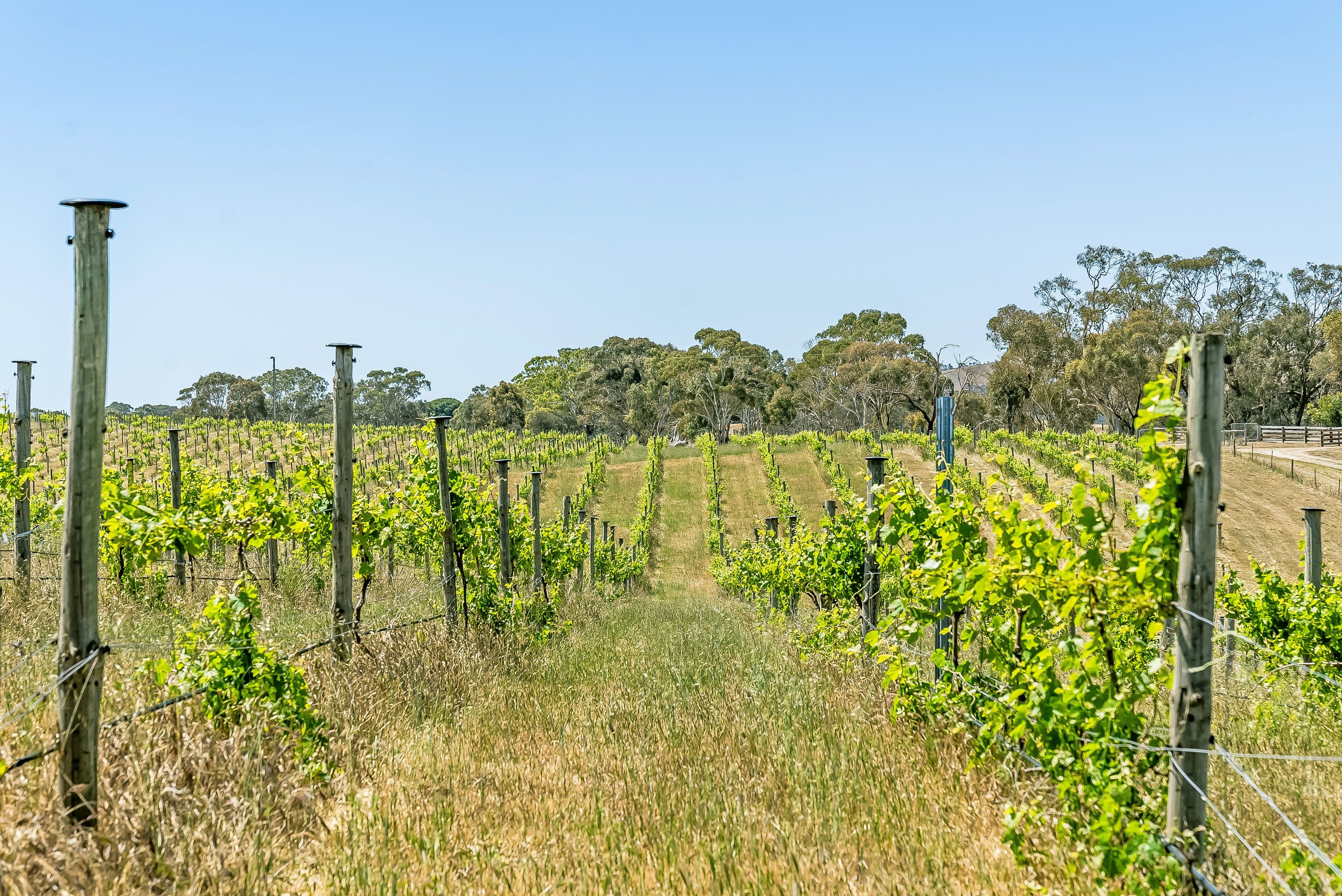 1247 Harrogate Road, Harrogate SA 5244, Harrogate - Thumbnail 3