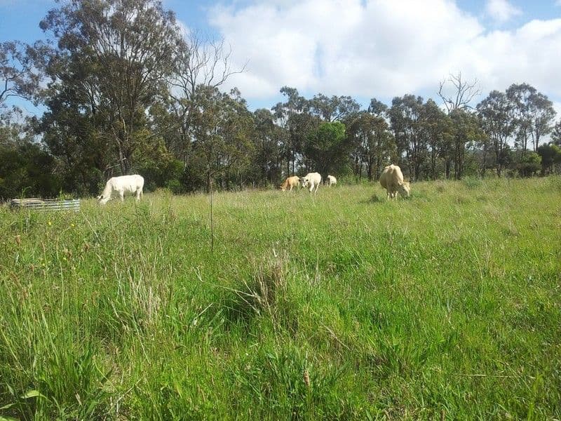 00 Pechey-Maclagan Road, GROOMSVILLE QLD 4352, Groomsville - Thumbnail 2