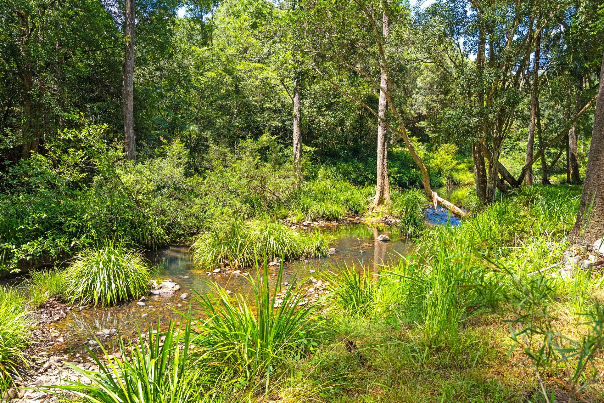 681 Gold Coast-Springbrook Road, NERANWOOD QLD 4213, Neranwood - Thumbnail 6