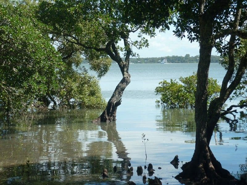 59 Canaipa Point Drive, RUSSELL ISLAND QLD 4184, Russell Island - Thumbnail 4