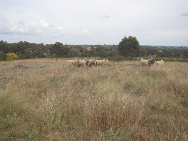 49 Cherry Vale Place, YOUNG NSW 2594, Young - Thumbnail 7