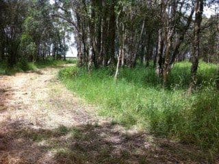 259 Doolong Road, WONDUNNA QLD 4655, Wondunna - Thumbnail 6
