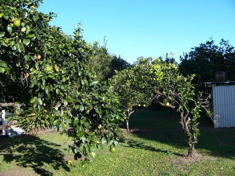 13 Bowen Street, AVONDALE QLD 4670, Avondale - Thumbnail 5