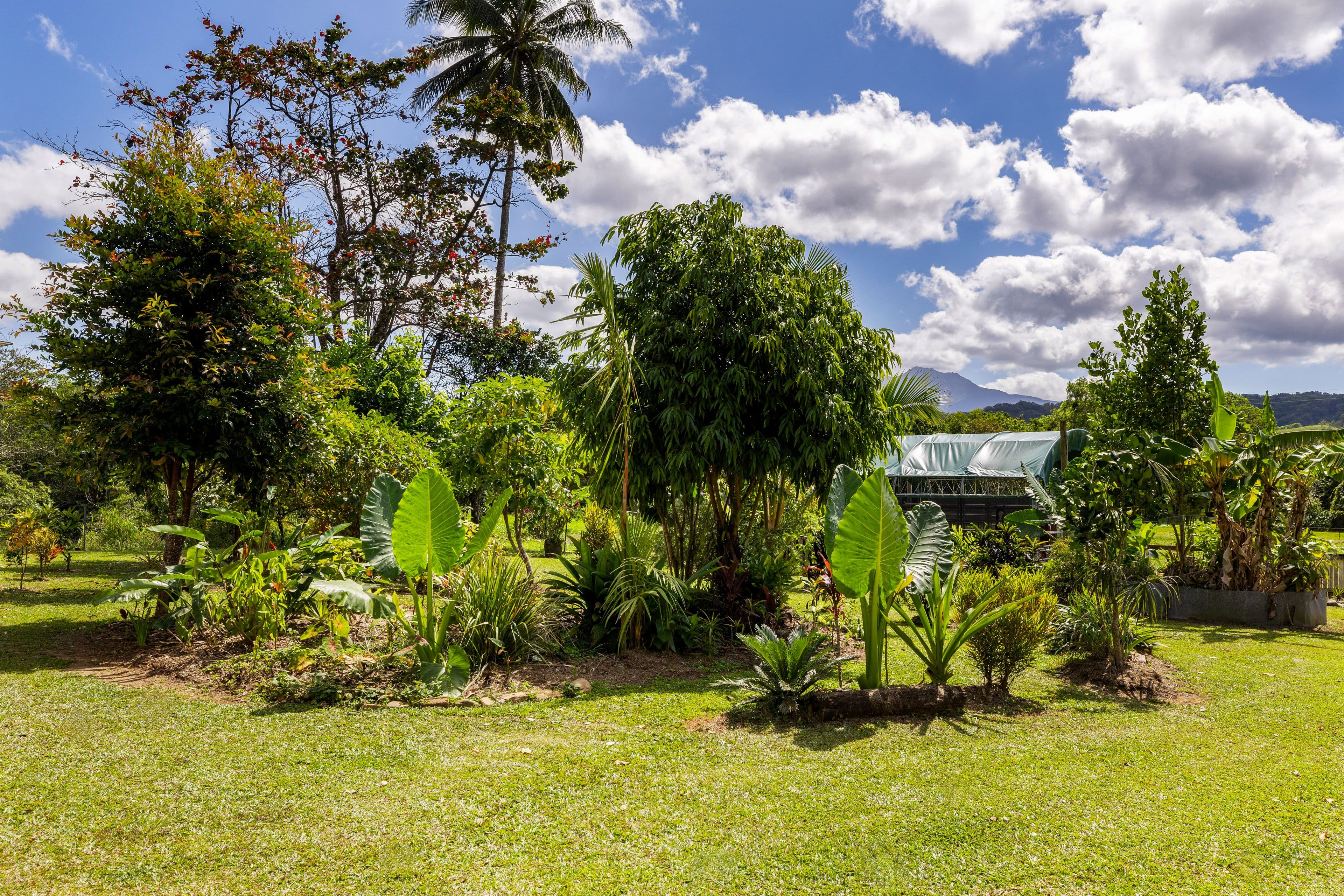 3391 Mossman Daintree Road, Daintree QLD 4873, Daintree - Thumbnail 7