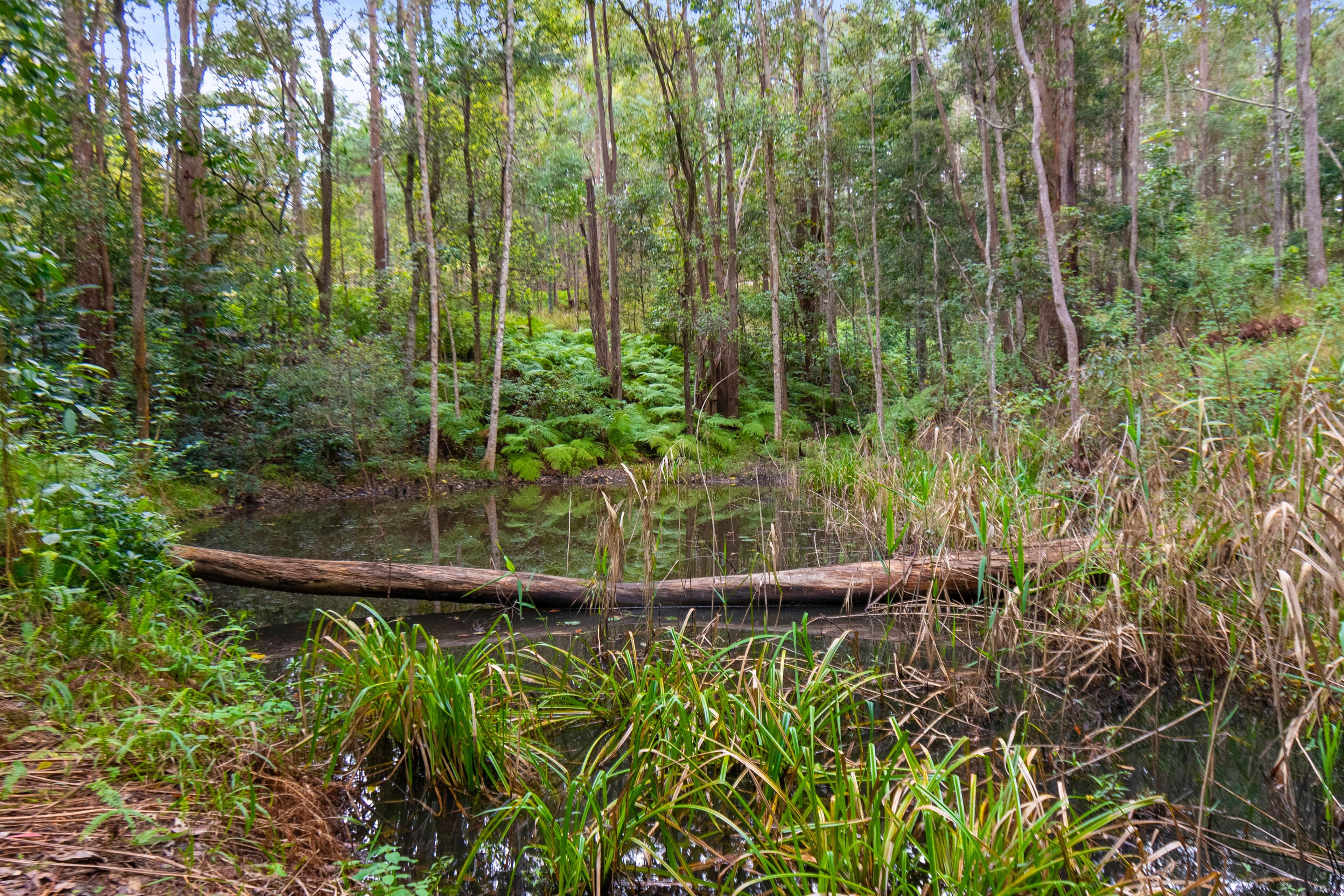1127 Eumundi Noosa Road, Verrierdale QLD 4562, Verrierdale - Thumbnail 4