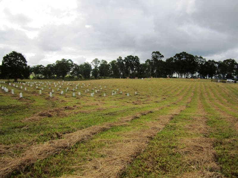 Lot 201 Riverdowns Estate, CLARENCE TOWN NSW 2321, Clarence Town - Thumbnail 6